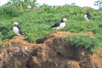 PICTURES/Puffin Express - Boat Tour Around Puffin Island/t_Puffins (9).JPG